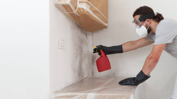 Professional Mold Cleanup technician working in Naples, TX