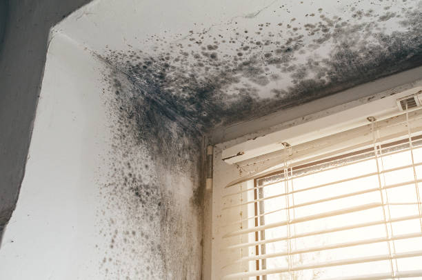 Affordable Mold Cleanup solutions in Naples, TX