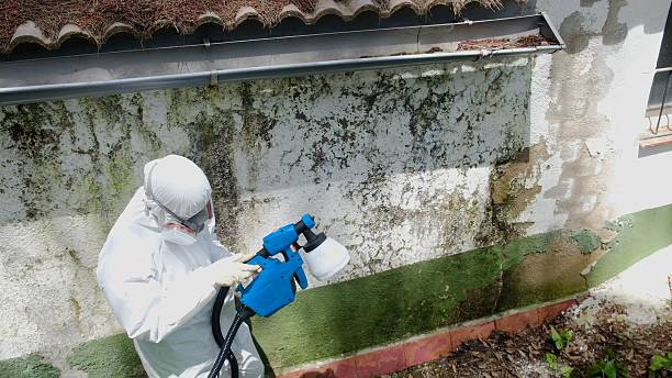 Top rated local Mold Cleanup specialists in Naples, TX